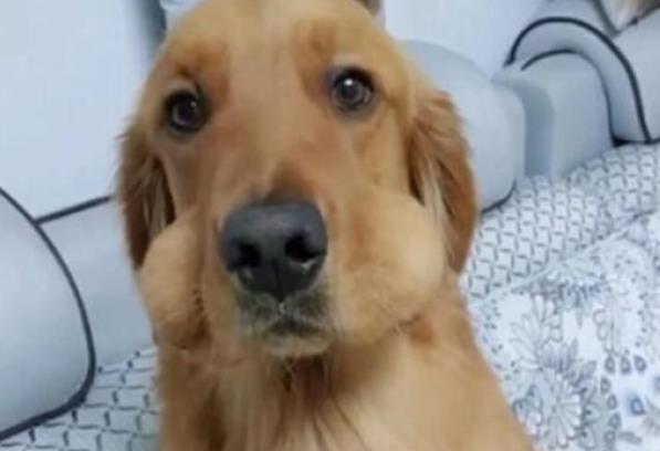 金毛偷吃橘子被鏟屎官逮住，扒開一看笑噴了：真是個毛賊