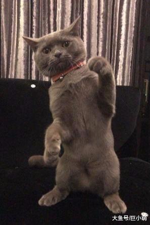 猫猫偷吃主人下午茶，被主人发现并拍下来后，瞬间扭头装没事