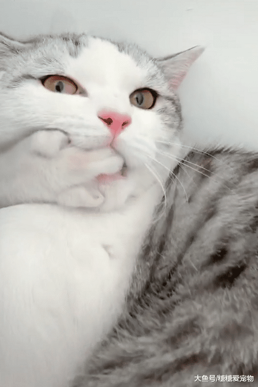 喵弟一脸懵逼，睡个觉还得被迫尝喵爪，猫哥：兄弟，我脚香不香？