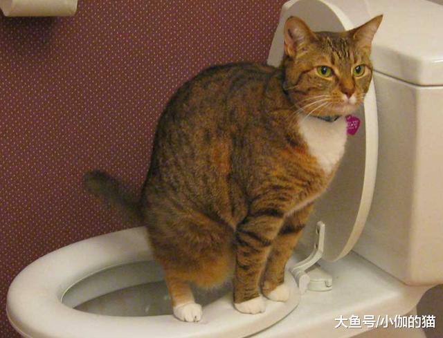 辟谣：猫咪吃越贵的猫粮越好？别只盲目相信品牌