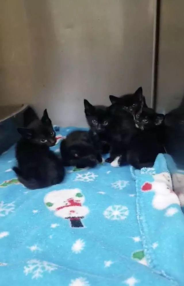 院子里突然出现的纸箱传出猫叫声，当她打开后，妈呀！39只警长！