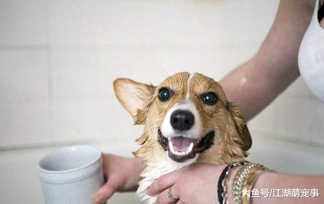 送给新手养狗的6个建议，这些知识一定要知道