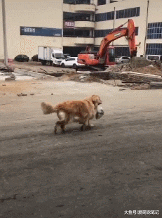 给主人买了11年菜的金毛，虽已经步路蹒跚，但却从未间断，好有爱