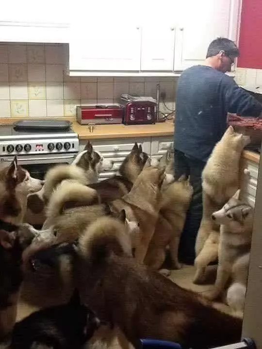 哈士奇“三世同堂”共计20只，主人平时的日常是这样的