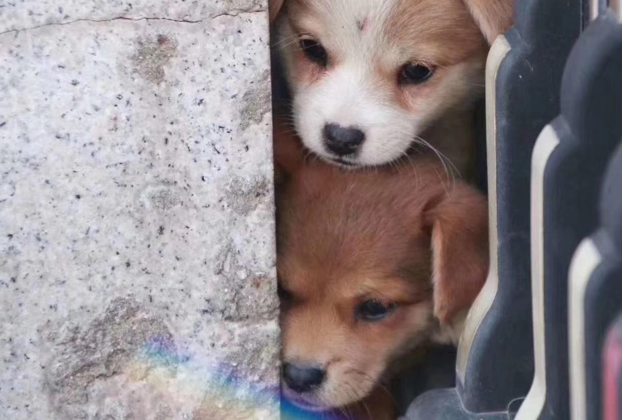 浙传校园内多只亲人的小奶狗被残忍打死，愤怒学生们要求彻查凶手