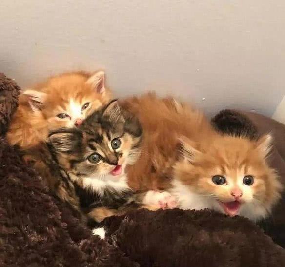 绝育过的猫叼回三只小猫崽，主人疑惑：你把谁家孩子偷来了