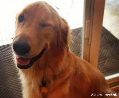 当金毛犬老了, 请你做好这5点, 可以帮它延长寿命!