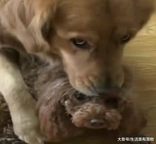 泰迪一到晚上就亂叫，金毛實在忍無可忍，一巴掌就呼上去了！