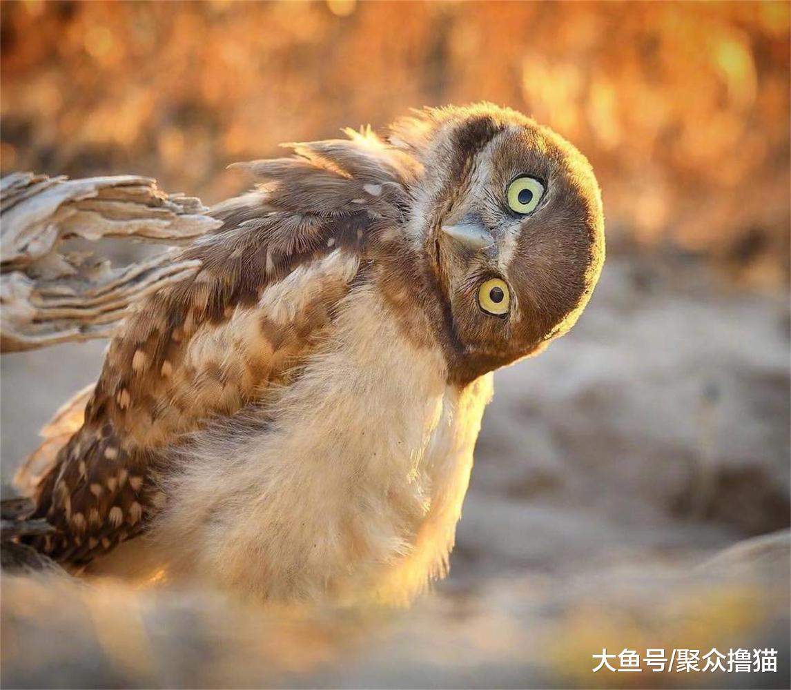 吃鸡游戏开挂成神, 宠物开挂的场面你见过吗? 有个猫竟会倒车入库