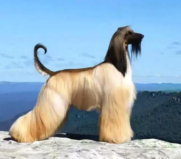 這么拉風的阿富汗獵犬，就該被禁養