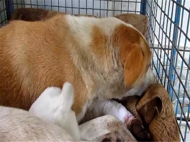 母犬受伤后逃回下水道，好心人前往救助才发现里面藏有6只幼犬！