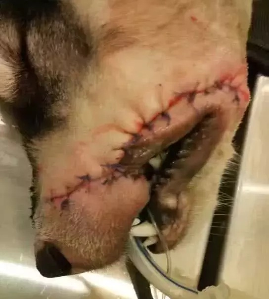 男子到農村趕集，突然被一個人拉住，神神秘秘的問他要不要狗，說是名貴的狗