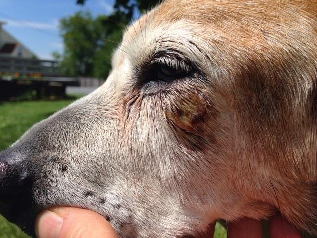 狗狗受伤了应该怎么办？处理不好可能留下后遗症，主人要做好处理