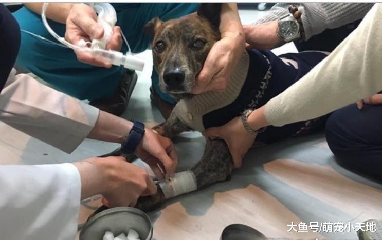 汪患肿瘤被判死刑，她坚持乐观陪伴3个月后它奇迹似地完全康复