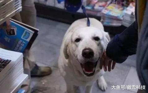 德国，一个被誉为“永远不会出现流浪狗”的国家
