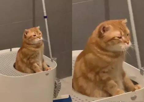 一只生来就是连指的小猫，感觉找到了哆啦A梦的孩子