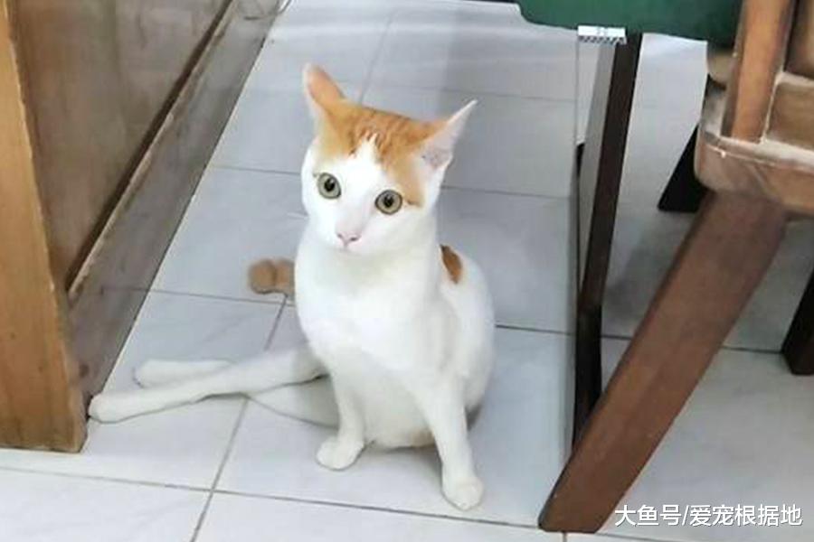 残疾猫被嫌弃，无人领养，遇到她之后被宠成了小公主！