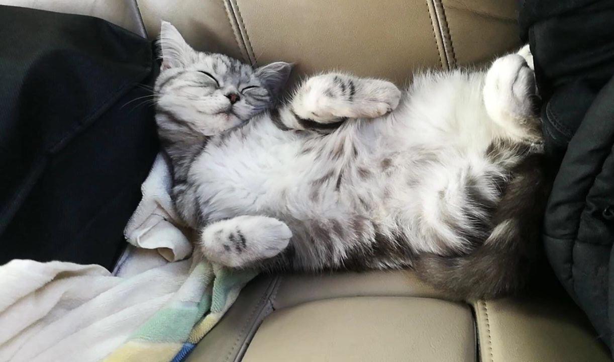 小伙在宠物市场里, 意外带出了一只短毛猫, 带给他更多的快乐