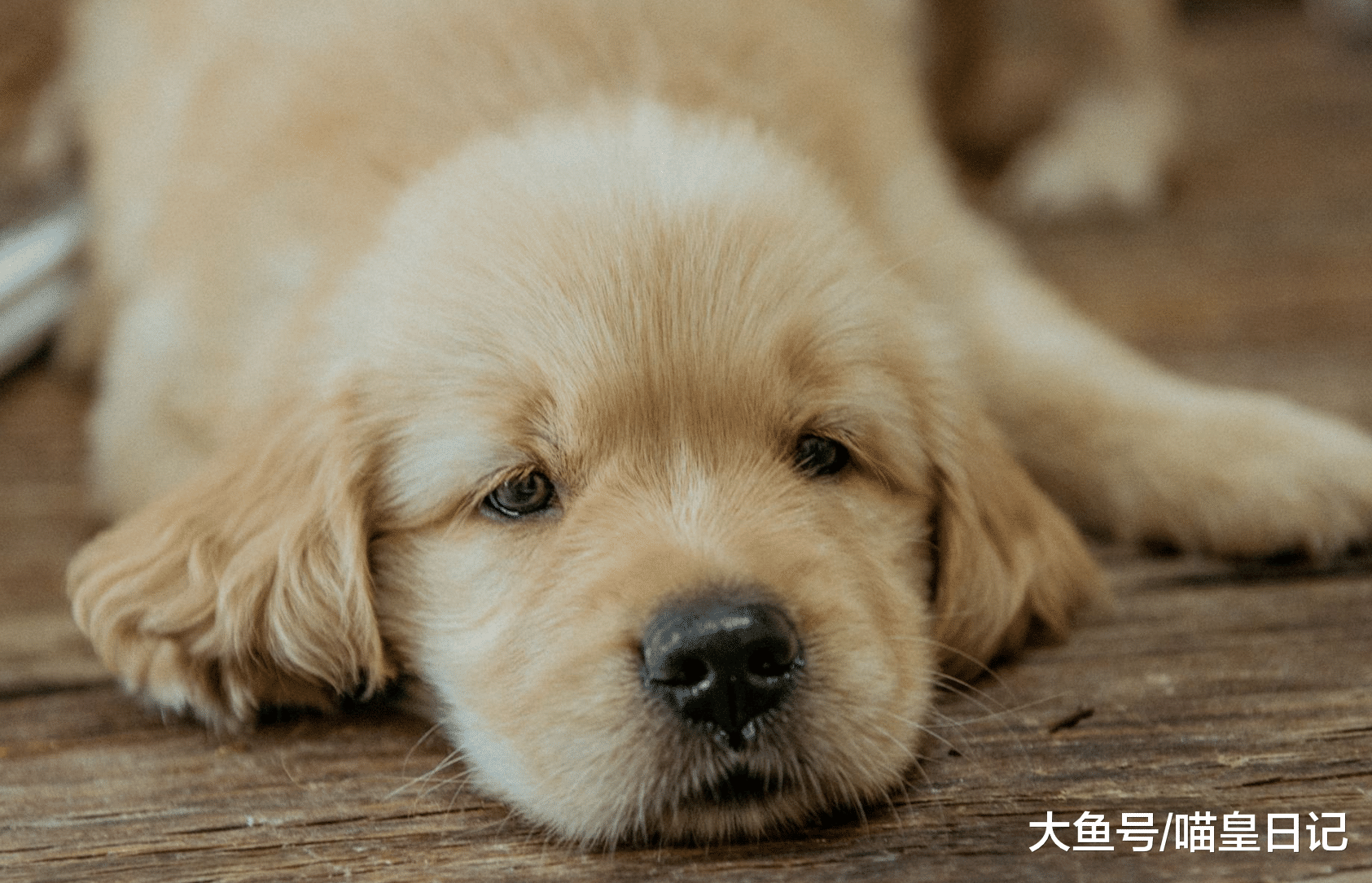 养狗小课堂：关于狗狗的喂食问题，主人需要知道这四个关键！