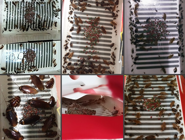 只需2滴油，不花钱让家中蟑螂子孙全绝，家中再也无蟑螂