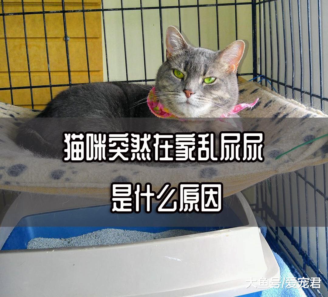 猫咪突然在家里乱尿尿了，是什么原因？该怎么办？