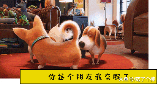 狗子超胆小? 都是溺爱惹得祸!