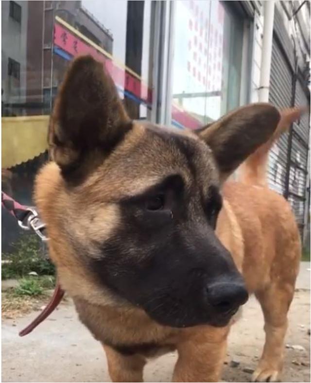 主人牵霸气牧羊犬遛弯，镜头向下一带网友笑喷了：这反萌差有点大