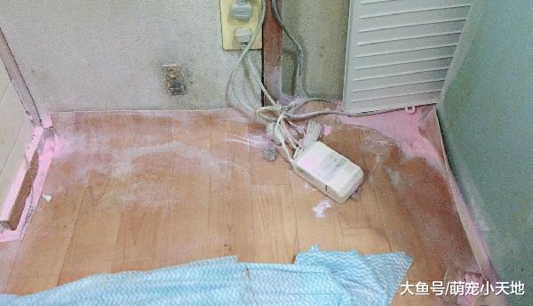 客廳變粉塵趴，兇手貓左右搖擺賣萌歪頭：是誰弄的呢？