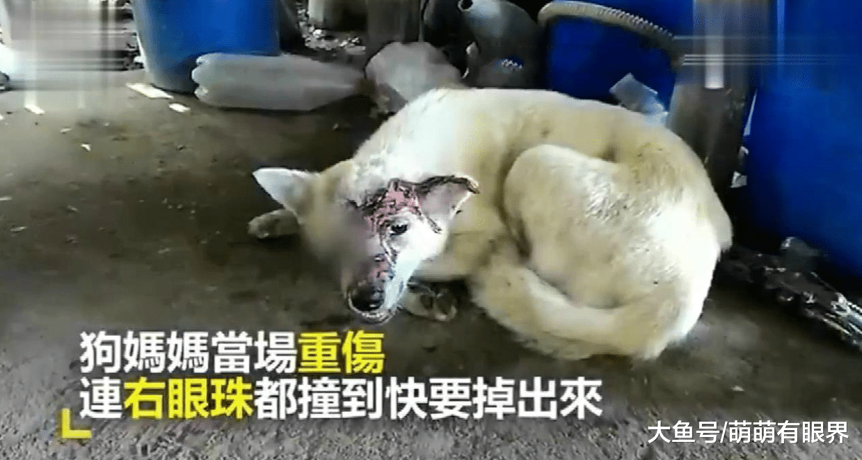 伟大母爱！流浪狗妈车祸重伤，眼球都要掉出来，拼死回窝只为给狗宝喂奶