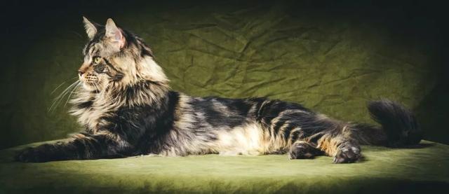 个头都快赶上小老虎了，你说你是家猫？