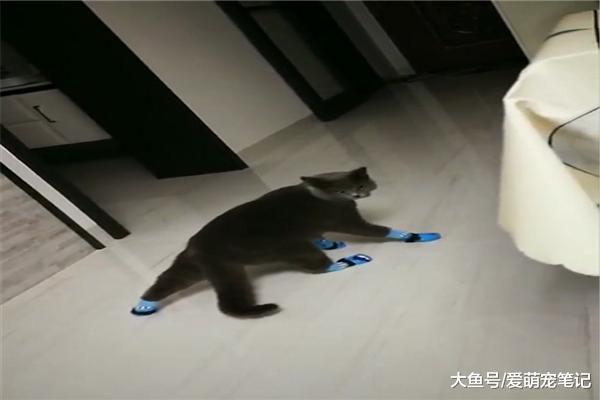 有种冷叫做奶奶觉得你脚冷, 给蓝猫穿上袜子之后, 猫步走得好正宗