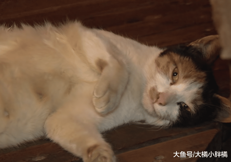 母猫的孩子离世，它却一直不知情，每天在孩子消失的地方找很多次