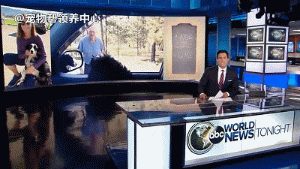 牧羊犬丢失，主人辞掉工作追踪57天，最终惊喜出现！