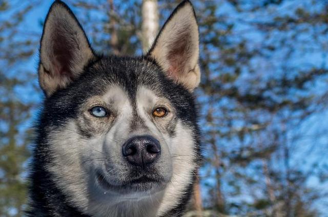 增加狗狗中暑几率的五个因素，看看你家狗狗，是否需要注意更多