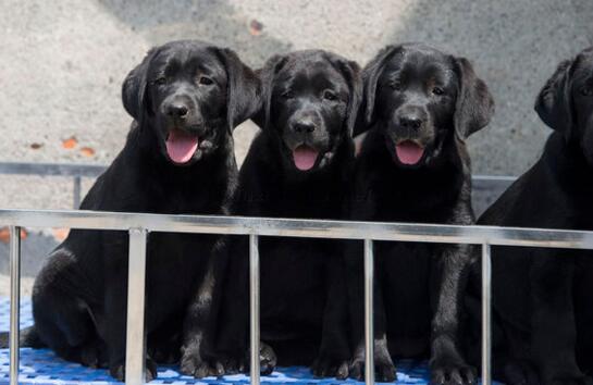 拉布拉多犬母犬怀孕期间的营养是怎样补充的