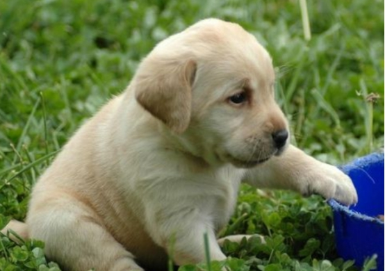 农村狗狗吃馒头米饭，而城市狗狗却吃狗粮，原因是什么？