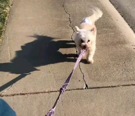 13年的陪伴, 我要送我家狗狗最后一程