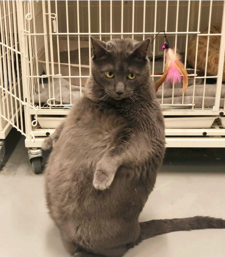 肥貓討吃的萌樣令人難以拒絕，卻因跟小主人合不來，遭到主人遺棄