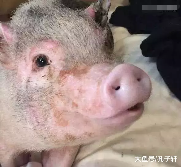 家中失火宠物猪却冲向火场, 叼出的东西让人笑喷! 网友为它作诗