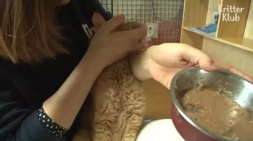 因为爱，这只橘猫爆瘦成一道闪电