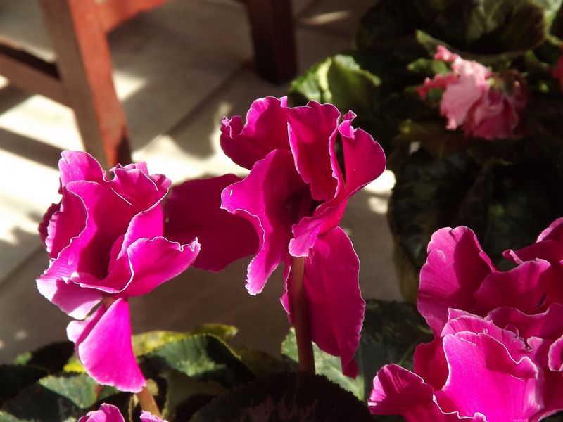 仙客来浇水时需要注意什么，知道这些方法就行了