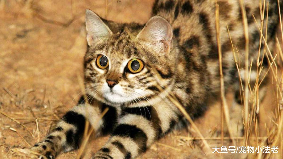 世界上最温柔的杀手，在它眼中都是食物，捕杀成功率比老虎高4倍