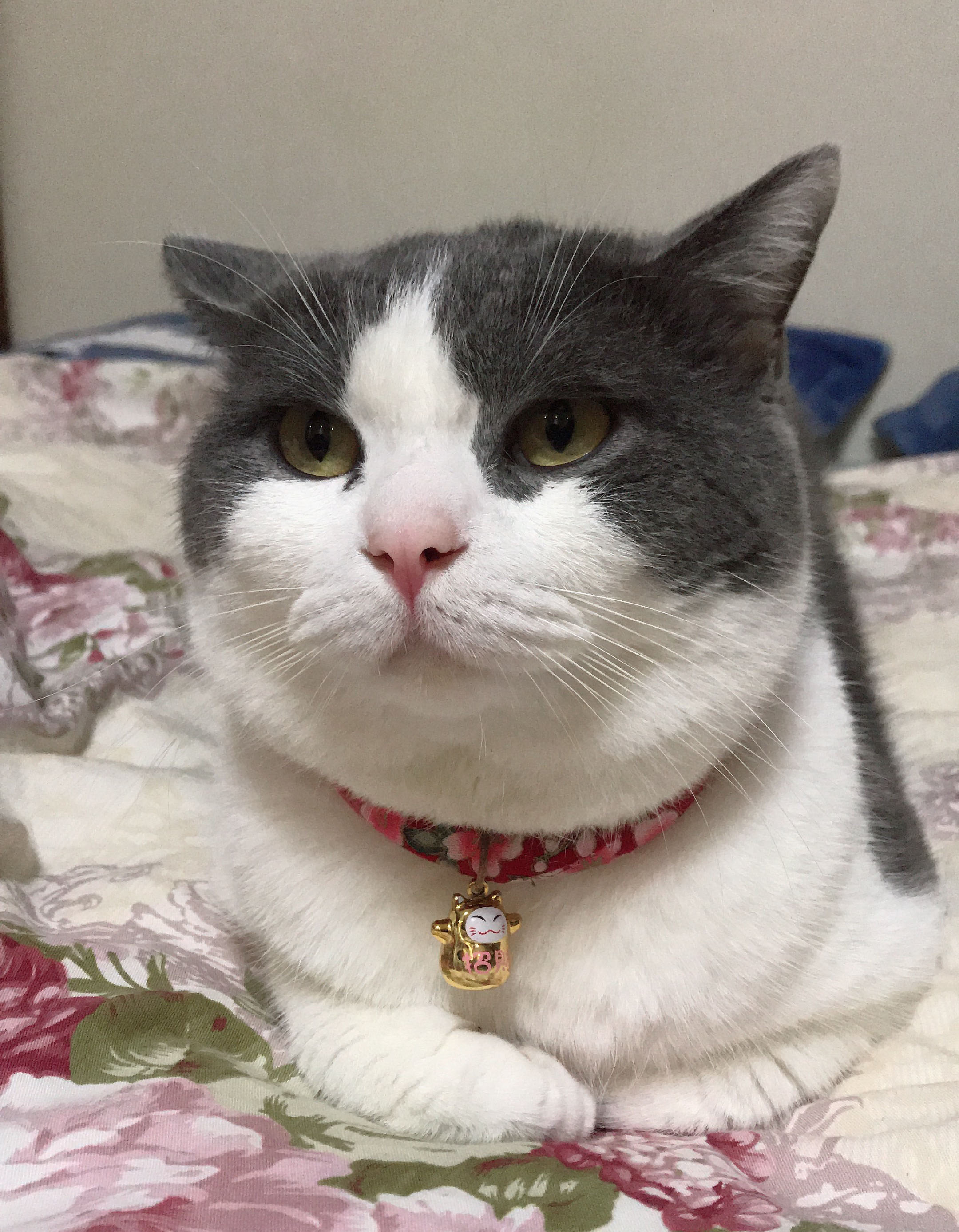 猫咪能听懂它自己的名字吗？真相竟然是这样……不淡定了！