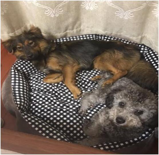 女主收留一只流浪狗，幾個月后，狗狗有著巨大的變化