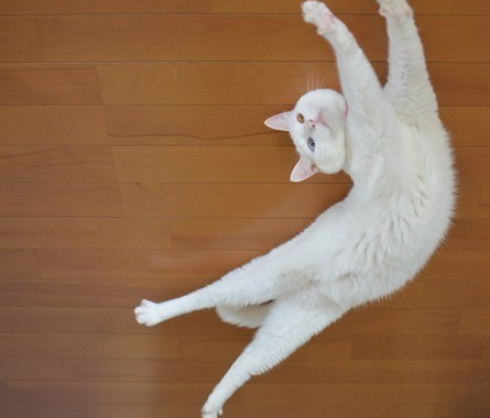 为什么猫咪睡醒后总喜欢伸懒腰，原来是这样