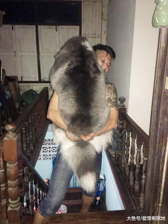 哈士奇绝育后胖成球，主人上网求助，发现多个同款“胖哈”！