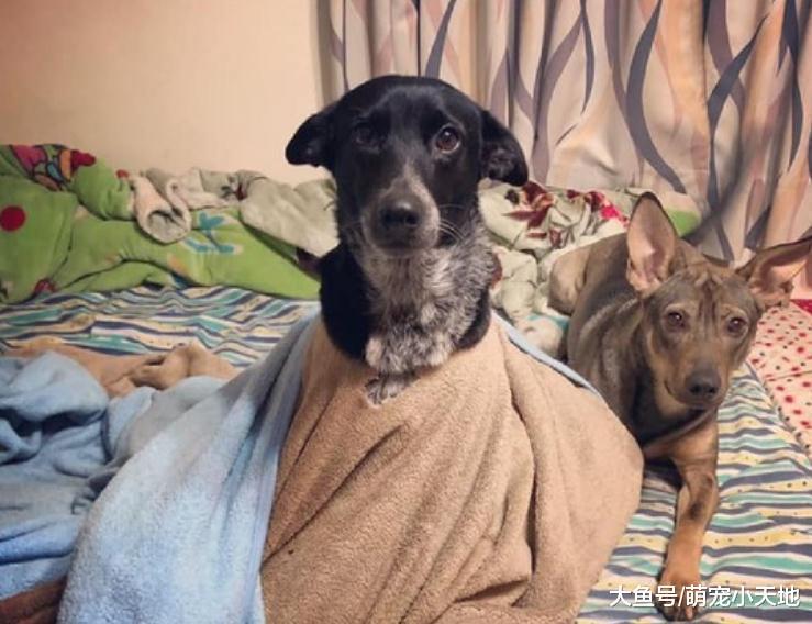 汪鉆棉被出不來哭哭臉嗚嗚求救，飼主嘆：被子不知換幾件了