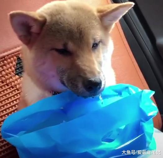 网友带柴犬回家过年, 走到半路发现狗狗晕车, 流口水的模样好可怜