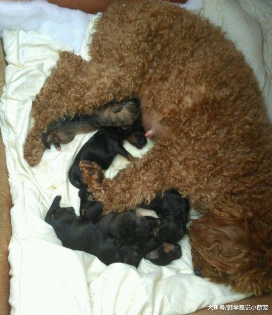 泰迪被隔壁雪纳瑞祸祸，生了一窝这玩意，主人悔不当初啊！