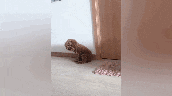 泰迪撕纸被主人发现, 自己主动到墙边罚站, 狗: 我控制不住我自己